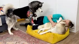 Кража новой кровати у моей собаки | Смешная реакция хаски