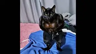 Catstyle #viralvideo #viralshorts #trending #trendingshorts