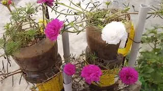 Hi friends, the table roses, white, pink, and yellow flowers on our terrace are very beautiful.
