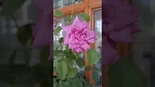 Button paneer rose / Miniature paneer rose / Paneer button rose #flowers #gardening #garden #shorts
