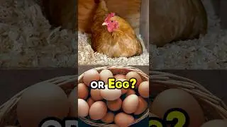 SOLVED: Chicken or Egg? 🫤