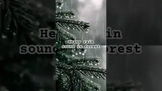 Rain sound in forest #rainoundforsleep #music #relax #sleepnoise #relaxation #forestrain #asmr