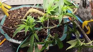 Cannabonsai  #cannabiscommunity #simproformula #Fecida #marshydro