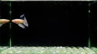 L47 Male Fancy White Cellophane or Clear Tails HM from Thailand.