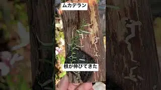 【日本原種のラン】成長スピードは遅いが根が伸びてきた