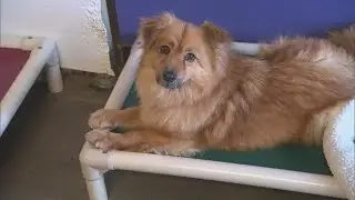 Dog in France appears to contract monkeypox from its owner