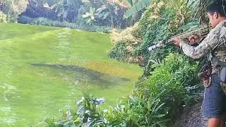 Jarang - jararang Bisa ketemu ikan gabus Sebesar ini, Paser ikan
