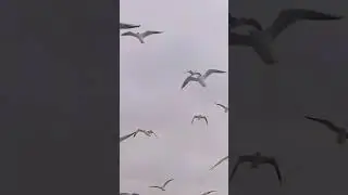 aajadkhan Dhouj Faridabad Haryana India  birds