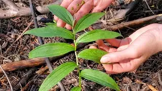 Plant ID: star-flowered false Solomon's-seal (Maianthemum stellatum)