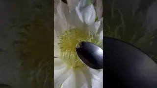 POLINIZA&Ccedil;&Atilde;O MANUAL DA PITAYA | N&Atilde;O PERCA FRUTOS!!
