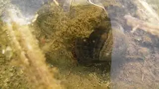 ヒメカイエビ　Limnadiidae　#1