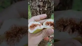 Timla or Timul Fig तिमला It work as Medicine for heart and Liver #gadwali #pauri
