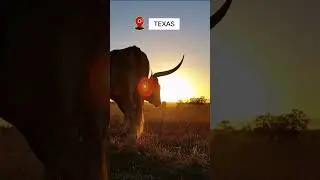 Texas Revealed: Uncover the Untold Charms of the Lone Star State