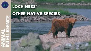 Loch Ness' incredible biodiversity | AI