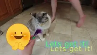 Cutie Pie Playing with her Feather Toy Part 2 Chasing a Toy