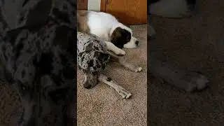 Great Dane Puppy (Who Is Blind) Snuggling With His Sister Dog