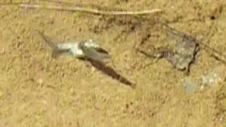 Crustacean attack