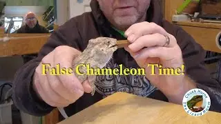 Handfeeding Cuban False Chameleons!
