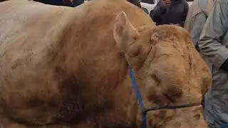 سوق حد ولاد فرج بدكالة الخيال العلمي في العجول الضخمة تبارك الله ماشاء الرحمن،تصوير من طرف الاصدقاء،