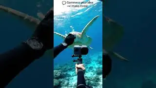 Most Liked Comment = Turtle swimming (AI)