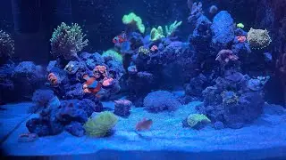 Fragging my NEON GREEN Toadstool leather