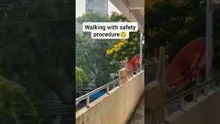 Walking with safety procedure #shortvideo #cat #kitten