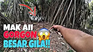 SPOT KAYANGAN ADA PREDATOR GANAS‼️ADA GORGON BERKAKI 4😱