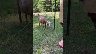 GOAT VS. ELECTRIC FENCE. Will she JUMP?