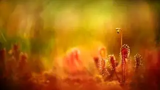 April - Deep Purple