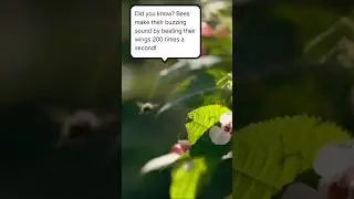Bee Sounds 🐝 (Buzzing Around Himalayan Balsam Flowers in the Forest)