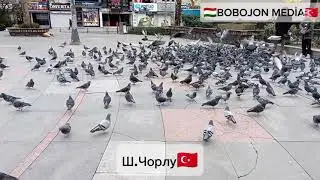 НАВОР АЗ Ш.ЧОРЛУ ТУРКИЯ🇹🇷🫡🤷🏻‍♂️🤦🏻‍♂️