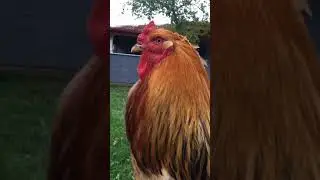 Giant Buff Brahma Rooster #shorts #Brahma