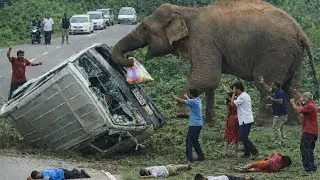 Wild Elephant Attacks Van on Sri Lankan Road | Shocking Wildlife #Encounter Caught on Camera😱🐘🚨