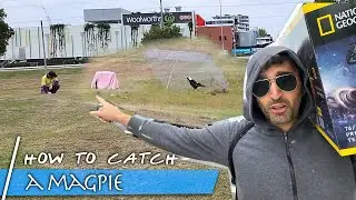 How to Relocate a Magpie after it Attacks | Professional Techniques Demonstration