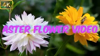 Aster flower video।The Growing Popularity of Aster flower video  ।