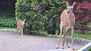 Deer life in the sticks! Yearling and fawn get ready for bed in my backyard 😴