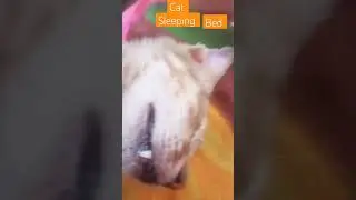 house mother cat #peeta #peetz #animal#peetamellark #cat #cats #catlover #catvideos #catsofinstagram