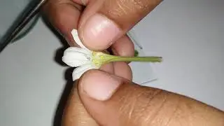 Ботаника, сем. 2. Практическая таксономия. (Nicotiana plumbaginifolia) д-р Мадхусри Хальдер.