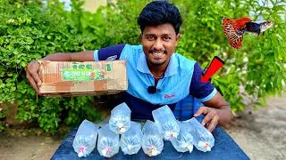 Imported Guppy Fish Setup 🐠 | புது மீனுக்கு New Setup | part-1