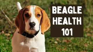 Beagle Health: Common Issues and How to Prevent Them