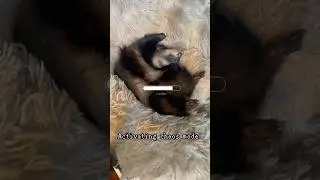 Chaos Mode 👾#ferret #ferrets #ferretsoftiktok #ferretsplaying