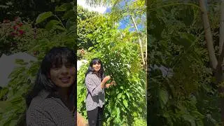 ചെറിയ plant ആയി വന്ന ഞങ്ങടെ Mulberry ഇപ്പൊ backyard-ലെ Queen! 🌳