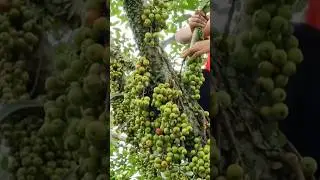 Modren Farming #shorts #agriculture #farming2024 #youngfarmers #EliteShortsUnleashed #2368