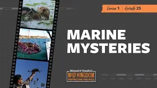 Marine Mysteries | Mutual of Omaha's Wild Kingdom Protecting the Wild