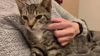 Adoptable male kitten, Oregano in Richmond VA.  