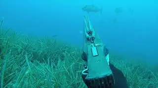 pesca submarina serviola 11kg