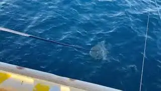 式根島のムロすくい