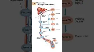 vit K role in anticoagulation proces subscribe @pharm_dgirl #pharmcist #doctor