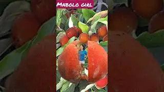 #mabolo fruit so delicious and rare fruit#viral #shorts @lelitasvlogchannel3999