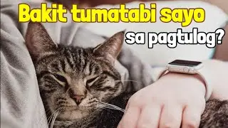 Bakit Tumatabi Sayo Sa Pagtulog Ang Pusa Mo? Anong Dahilan Bakit Natutulog Sa Tabi Mo Ang Pusa